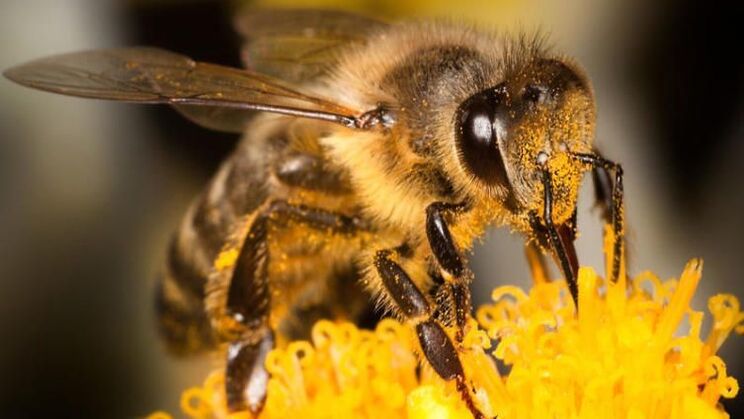 Bees will help tackle back pain caused by osteochondrosis